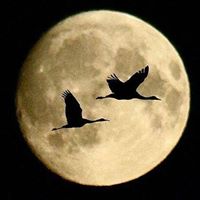 N Patricia Rodriguez Barcenas