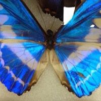 Livia Sanchez-Carrasco