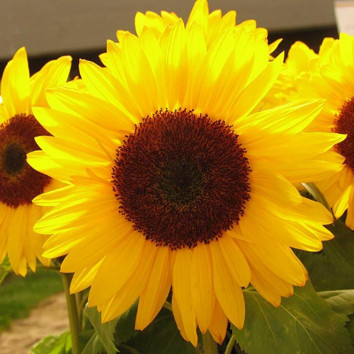 Patricia Turrubiates