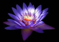 Martha Graciela del Pozo