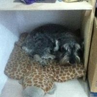 María del Pilar Hernández Nieto