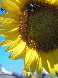 Zandra Segura Reygadas