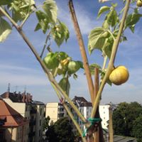 Marucita Endörfer-Arellano