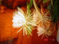 Maria Del Carmen Hernandez