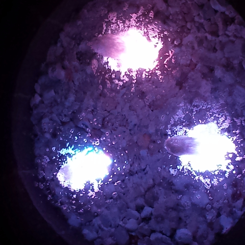 Martha Patricia Moreno