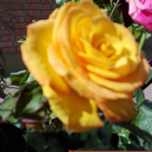 Zoila Castillo Cabrera